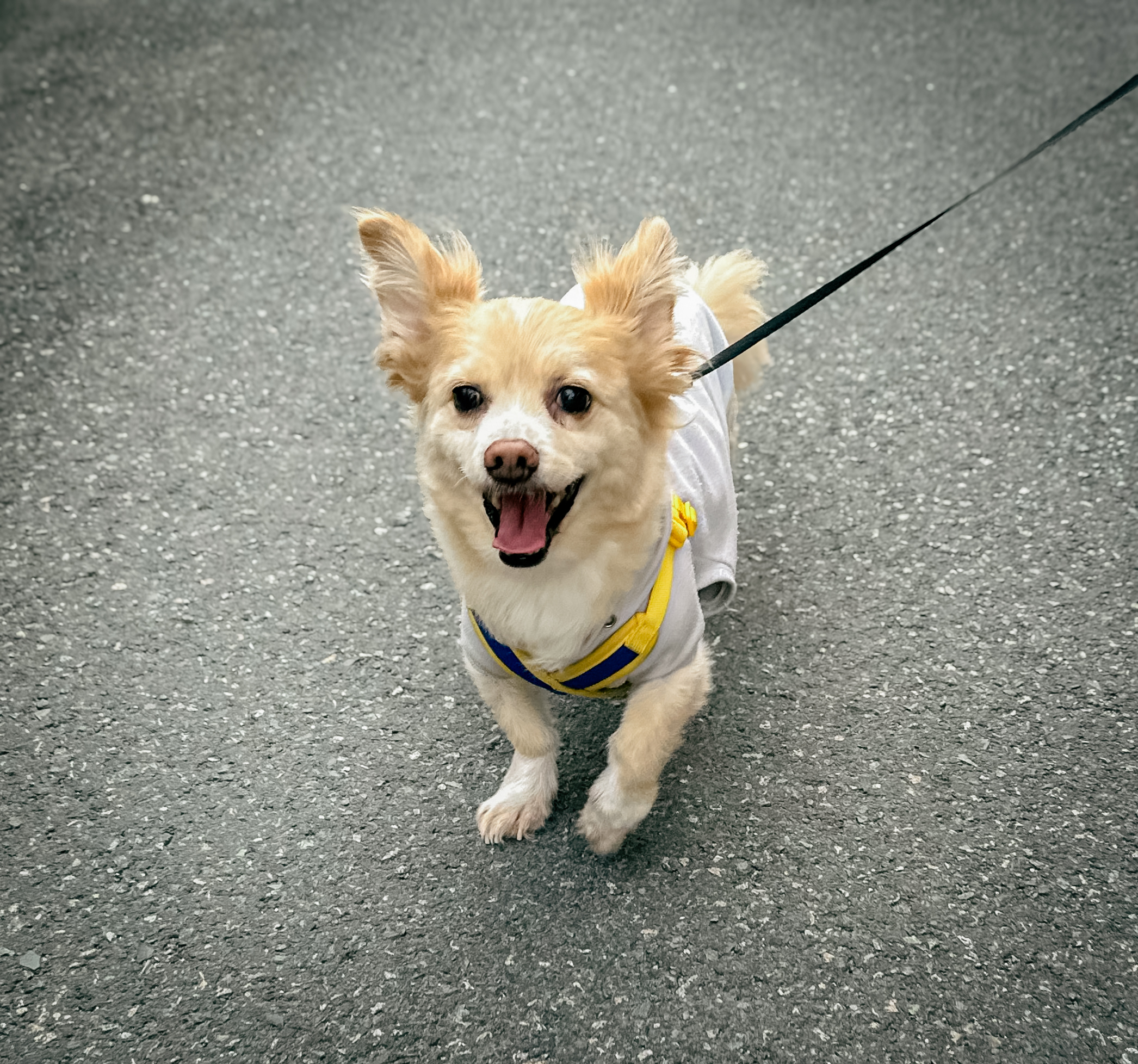 강아지 구름이 - FolloWonder 마스코트